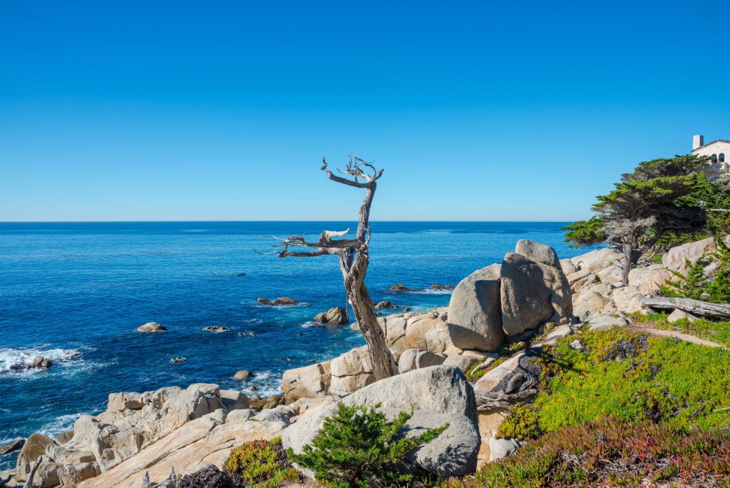 The Ghost Tree on the 17 Mile Drive Tour, California