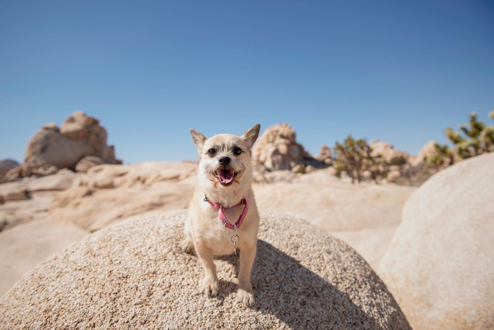 Are Dogs Allowed in Joshua Tree?
