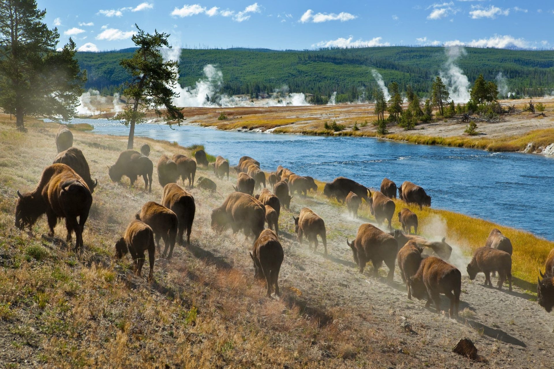 Plan your visit to Yellowstone National Park