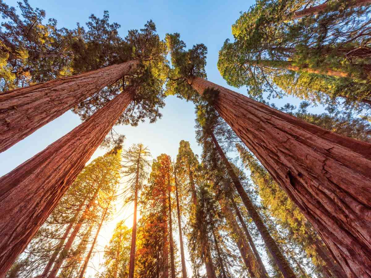 sequoia national park tour from san francisco