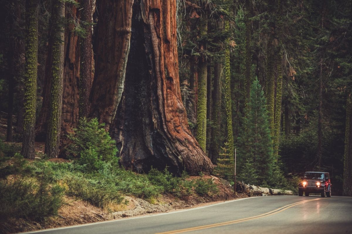 Sequoia And Kings Canyon National Park Self Guided Driving Tour