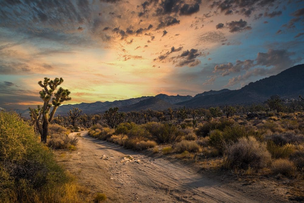 Joshua Tree - Mojave Desert
