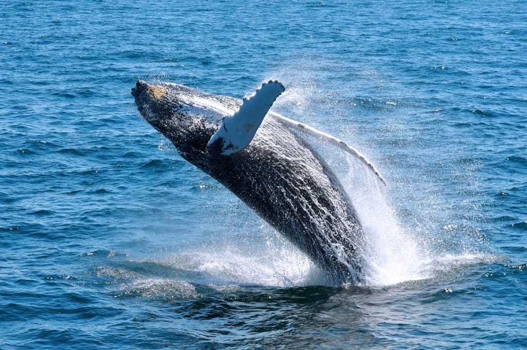 Cape Cod - Whales Swimming