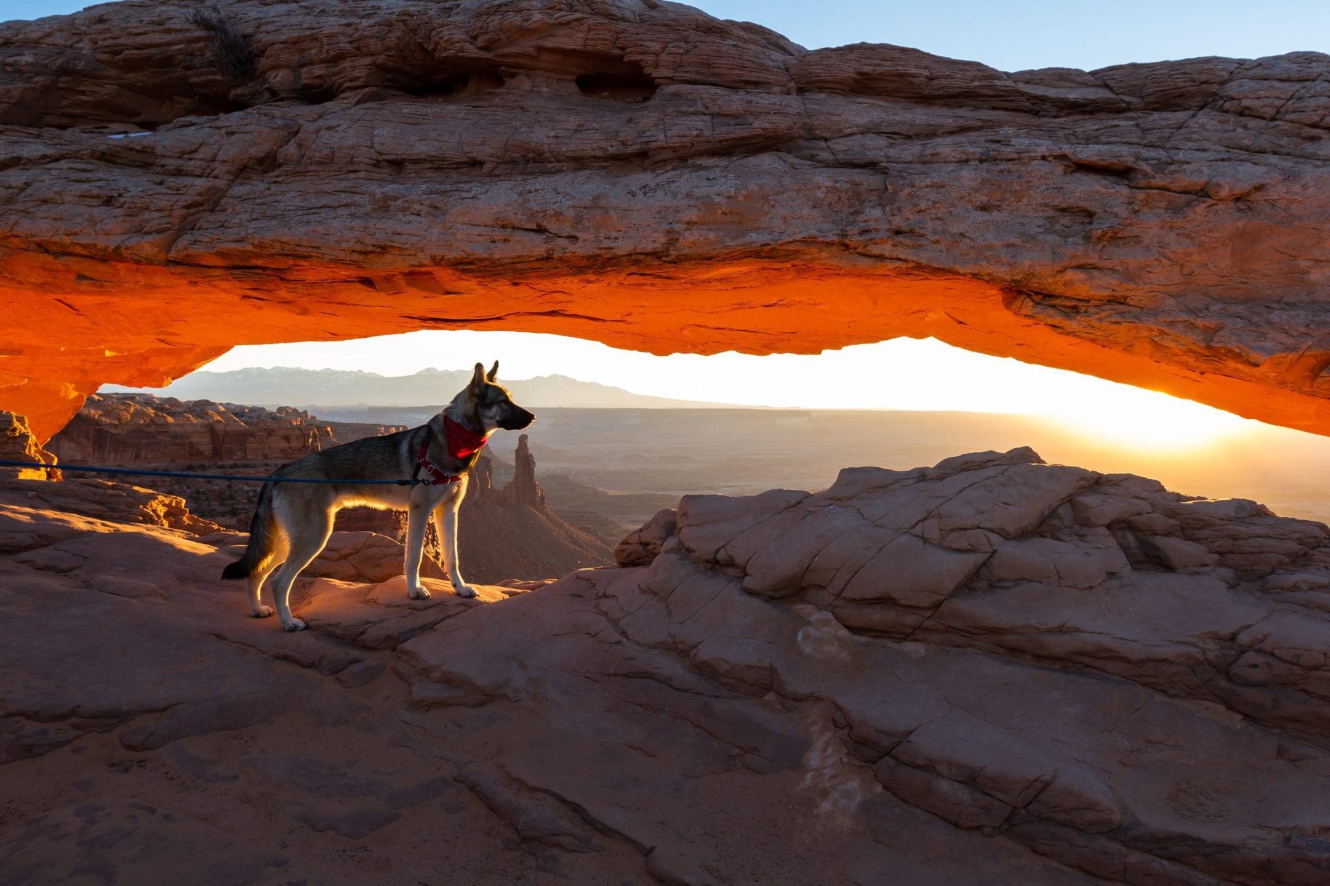 Are Dogs Allowed in Arches National Park?