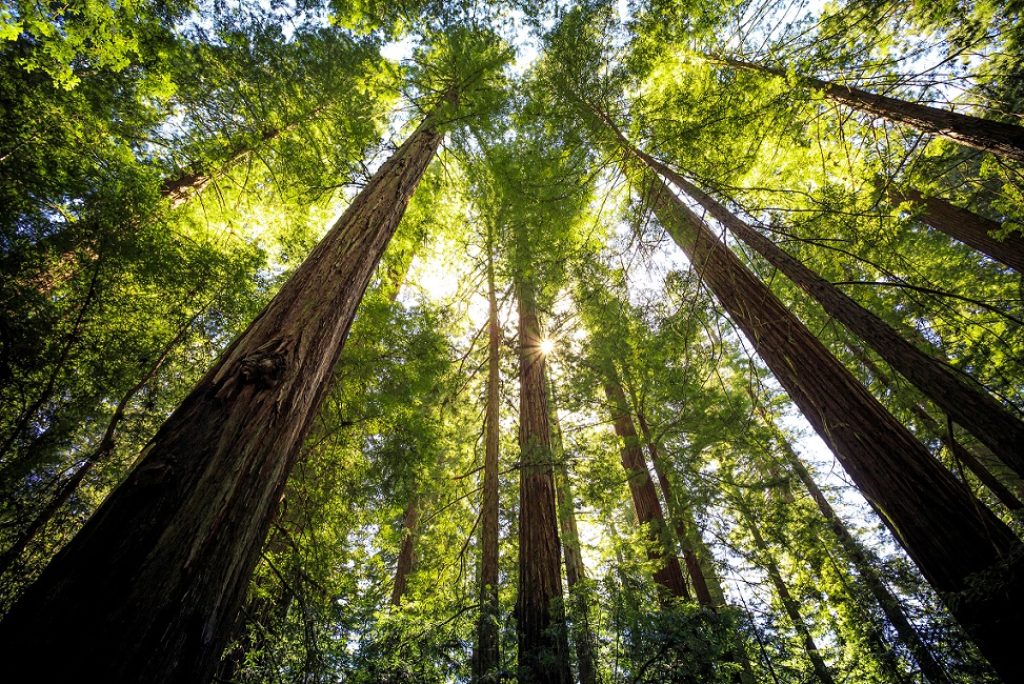 Are There Giant Redwoods in Big Sur?