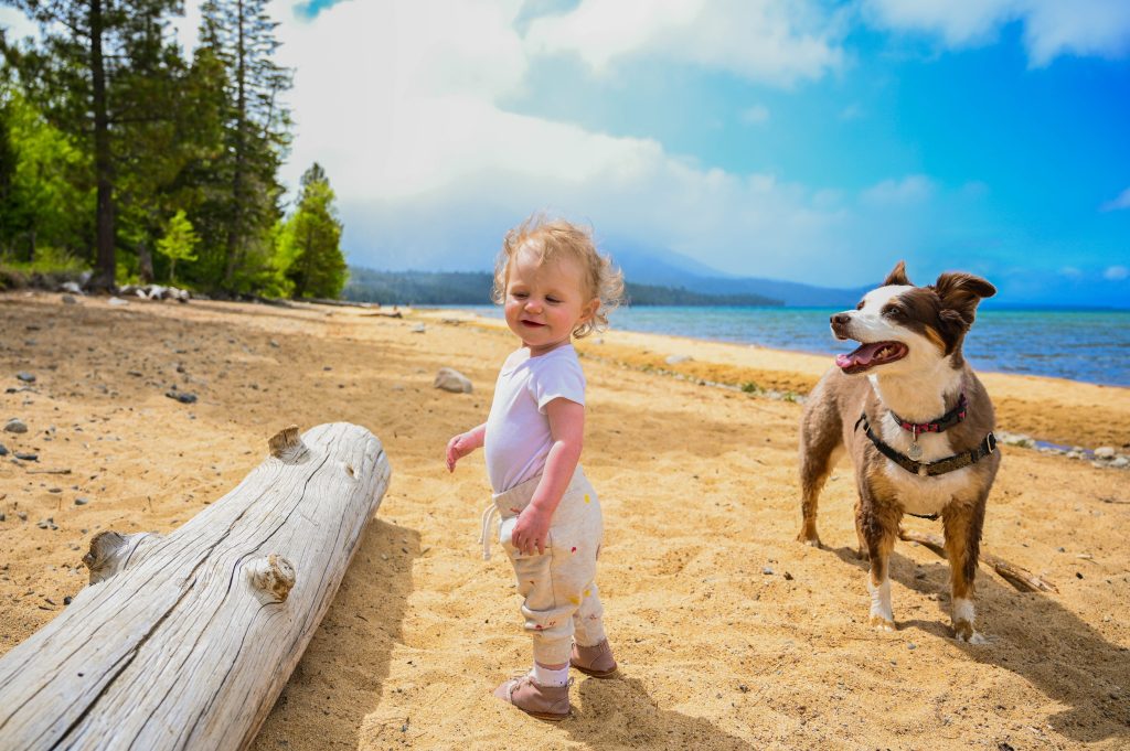 Are Dogs Allowed at Lake Tahoe? Action Tour Guide