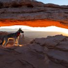 Are Dogs Allowed in Canyonlands?