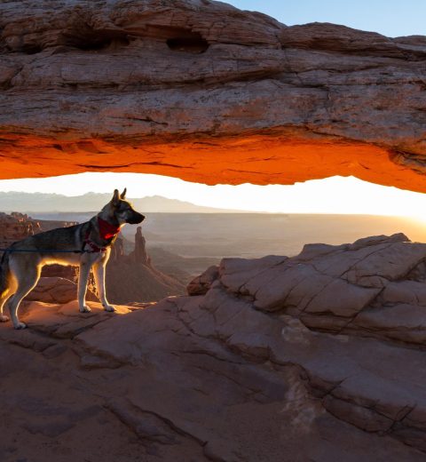 Are dogs allowed at the Grand Canyon?