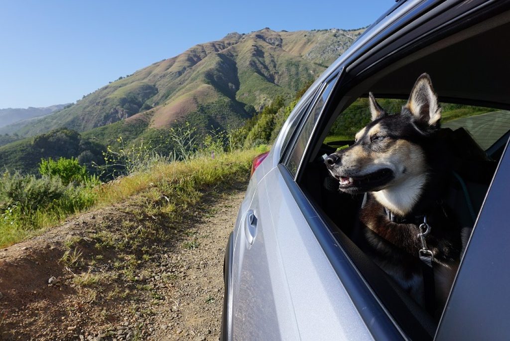 Are There Any Pet-Friendly Stops on California’s Pacific Coast Highway?