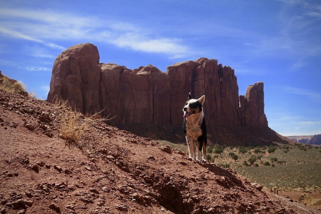 Are Dogs Allowed in Monument Valley?