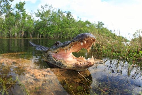 Florida Everglades Self-Guided Driving Tour