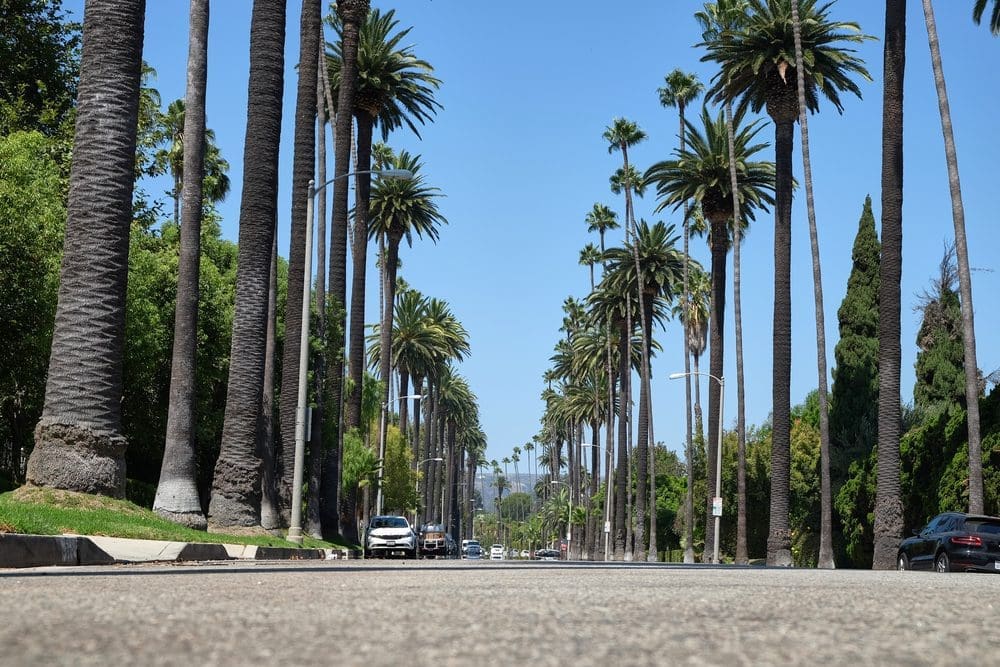 LA palm trees