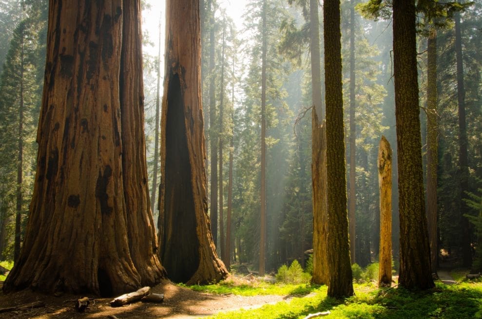Are Sequoia National Park and Kings Canyon Close?