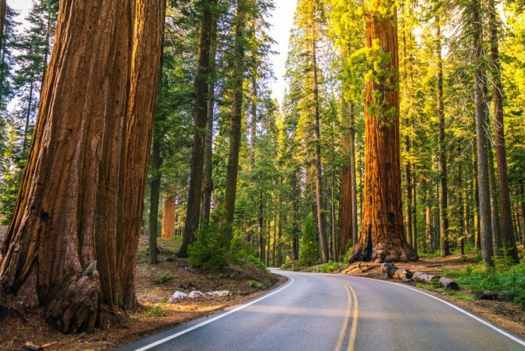How Long Should I Spend at Sequoia National Park?