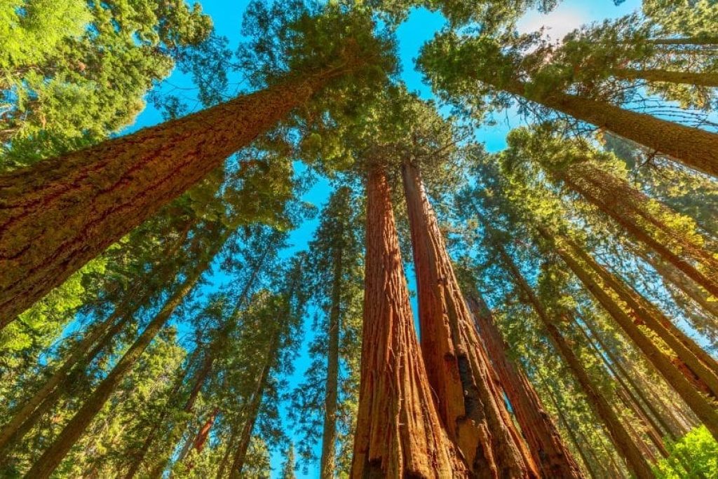 Should I Visit Sequoia National Park or Yosemite National Park?
