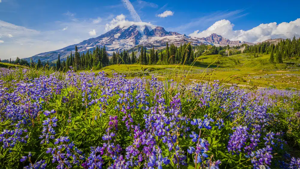 Mt Rainier Tour from Seattle – Self-Guided Drive