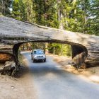Can You Do Yosemite and Sequoia in a Day?