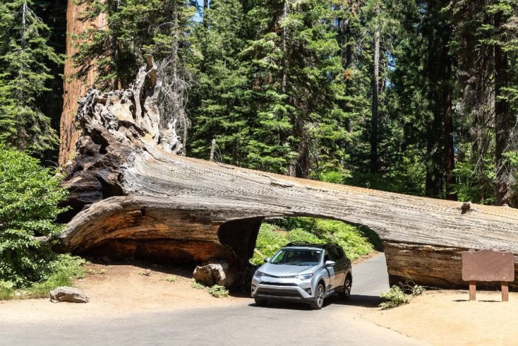Can I Drive From Lake Tahoe to Sequoia National Park in One Day?