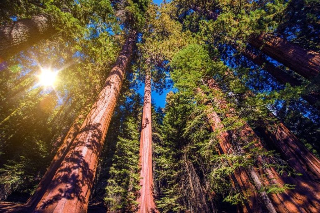What’s Unique About Sequoia National Park?