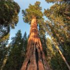 How Big is Joshua Tree National Park?