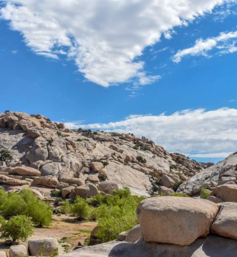 Can You Do a Self-Guided Tour of Joshua Tree?