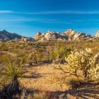Can You Do a Self-Guided Tour of Joshua Tree?