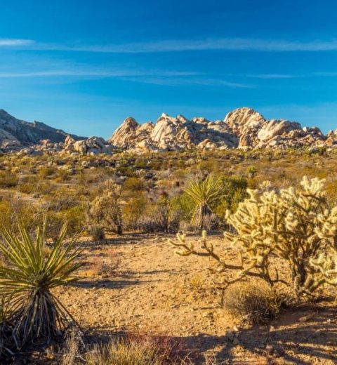 What should you not miss in Joshua Tree?