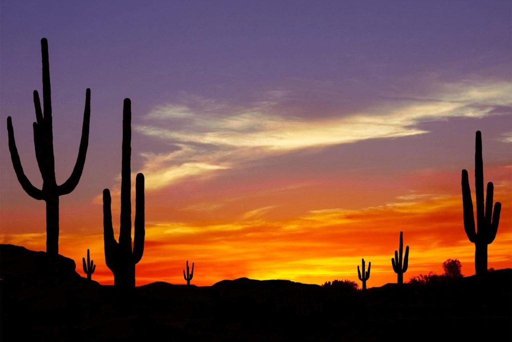 What Should I See in Saguaro National Park?