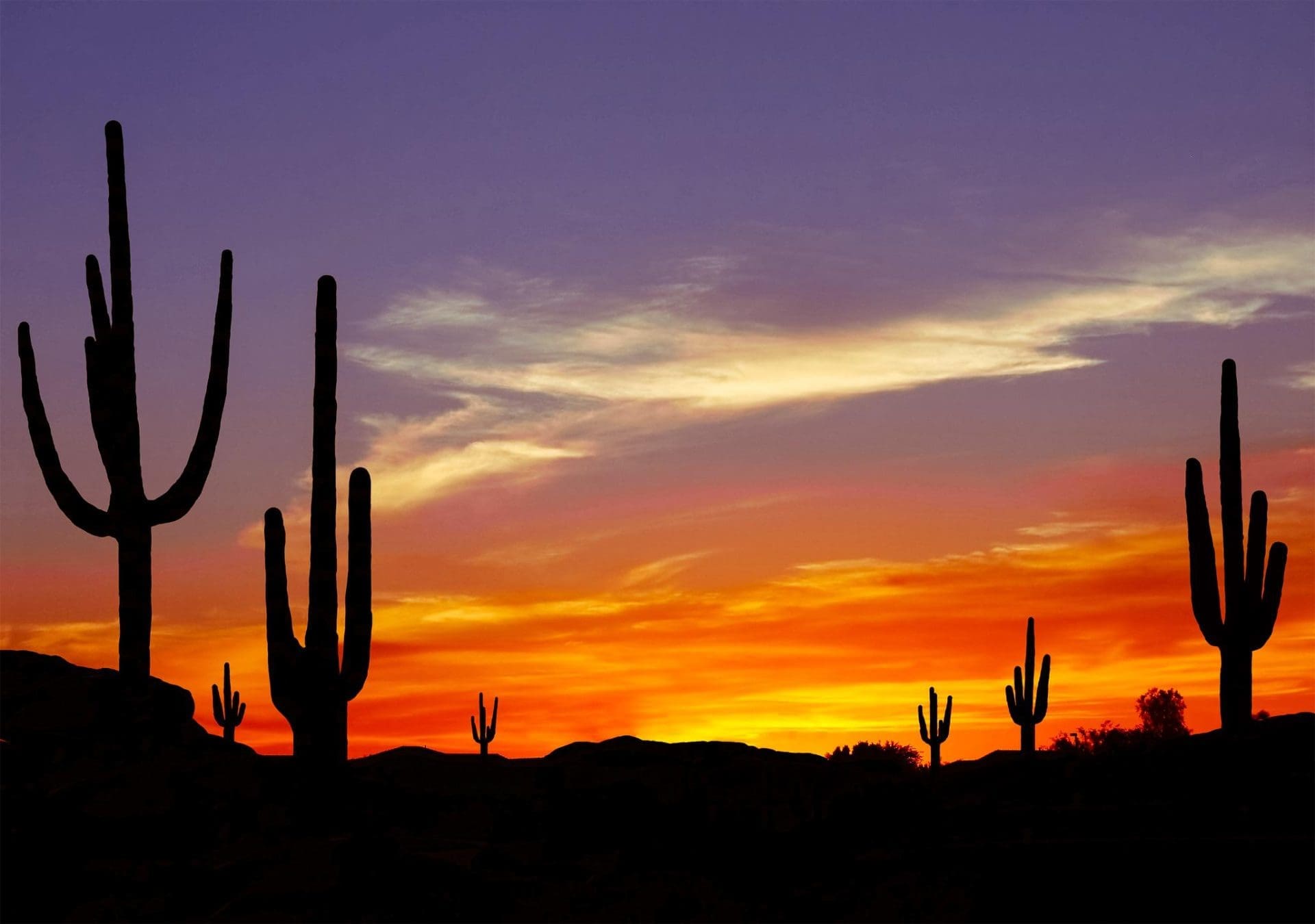What Should I See in Saguaro National Park?