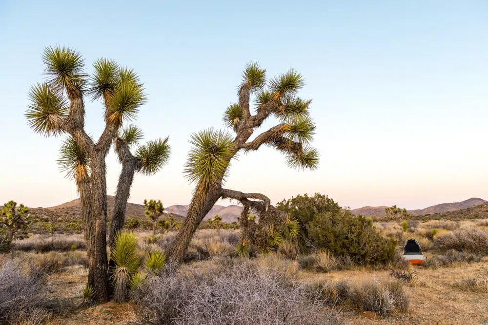 Palm Springs and Joshua Tree National Park Self-Guided Driving Tours Bundle